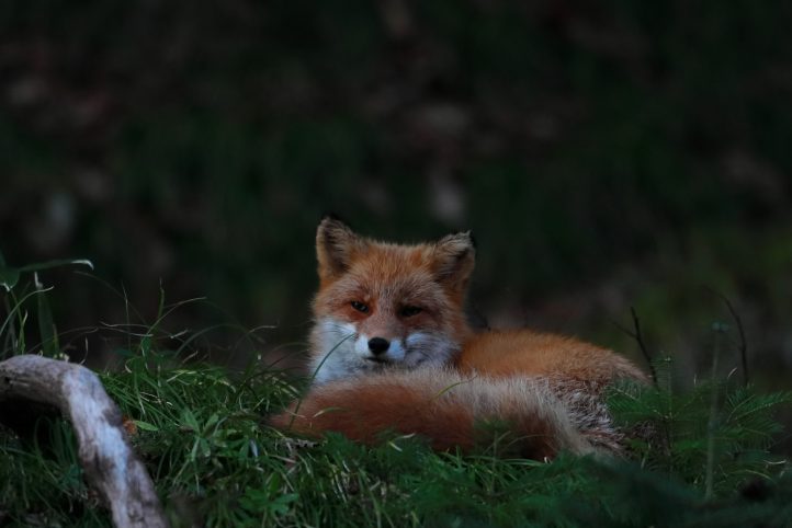 Wildlife Night Drive in Shiretoko