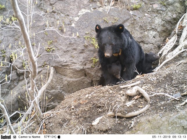 Asiatic Black Bear Conservation Study Tour